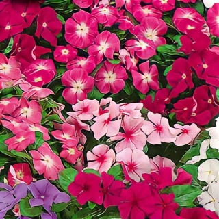 Барвинок Сицилия смесь окрасок