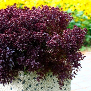 Базилик Пурпурный шар