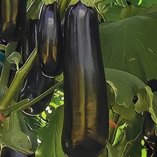 Баклажан Бастион F1