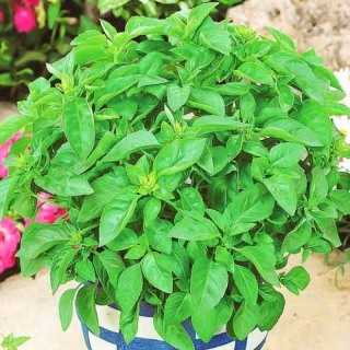 Базилик Аромат Лимона (для чая)