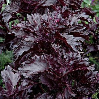 Базилик Фиолетовый раджа