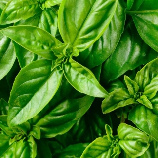 Базилик Карамельный зеленый