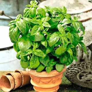 Базилик Карлик Зеленый