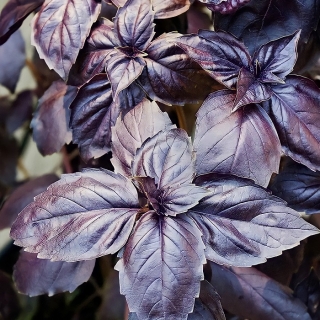 Базилик Пурпурные звезды