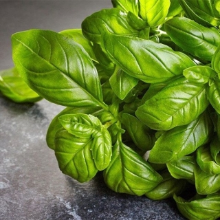 Базилик Зеленый крупнолистный сладкий