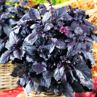 Базилик Черно-махровый