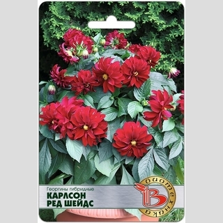 Георгина Карлсон Ред Шейдс