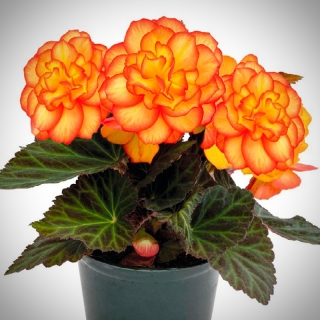 Бегония Нонстоп F1 Файер (клубневая)