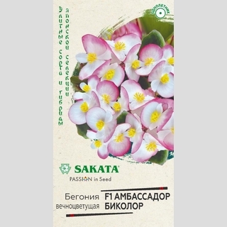 Бегония Амбассадор Биколор F1 вечноцветущая