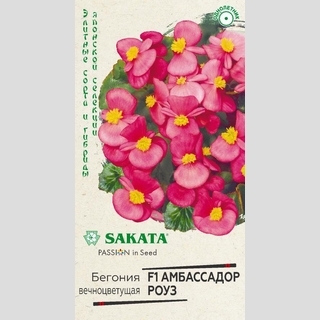 Бегония Амбассадор Роуз F1 вечноцветущая