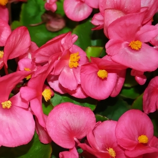 Бегония Амбассадор Роуз F1 вечноцветущая