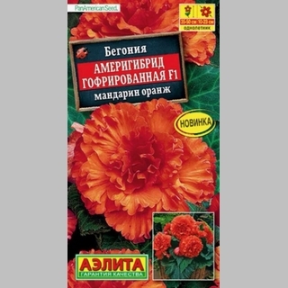 Бегония Америгибрид гофрированная F1 Мандарин Оранж