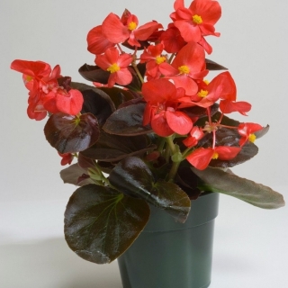 Бегония Бада бум F1 алая