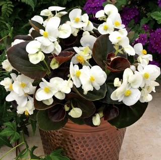 Бегония Бада бум F1 белая