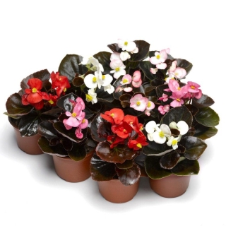 Бегония Бада бум F1, смесь сортов