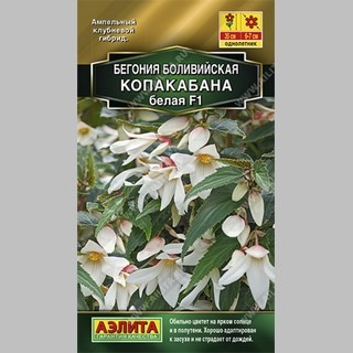 Бегония Копакабана F1 белая боливийская