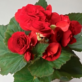 Бегония Фортуна Дип ред F1 клубневая