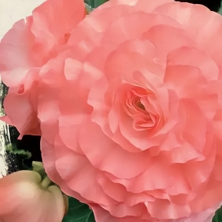 Бегония Фортуна Корал F1 клубневая