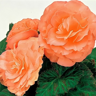 Бегония Фортуна Оранж F1 клубневая