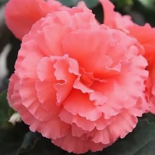 Бегония Фортуна Роуз F1 клубневая