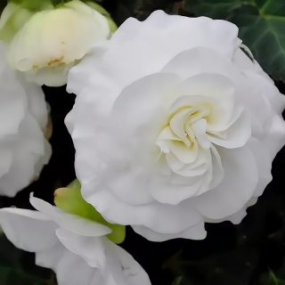 Бегония Фортуна Вайт F1 клубневая