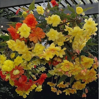 Бегония Иллюминейшн F1 Голден Пикоти (ампельная)