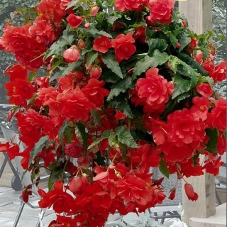 Бегония Иллюминейшн F1 Скарлет (ампельная)