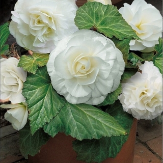 Бегония Империал F1 Вайт (клубневая)