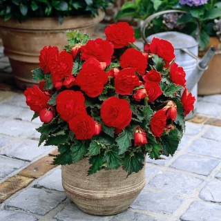 Бегония Камелия Темно-красная