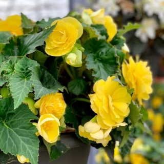 Бегония Камелия желтая