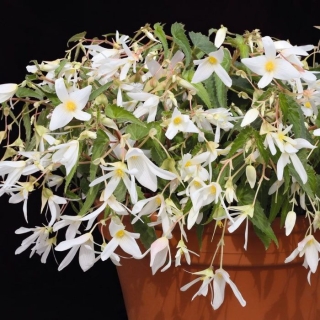 Бегония Копакабана F1 белая боливийская