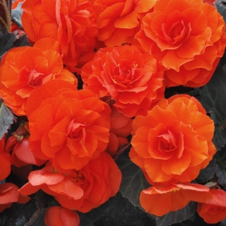 Бегония Нонстоп Мокка F1 Дип Оранж клубневая