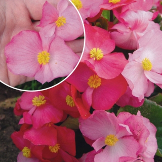 Бегония Русский размер F1 смесь (вечноцветущая)