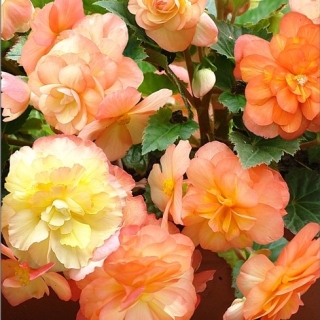 Бегония Санни Дей F1 Сорбет (клубневая)