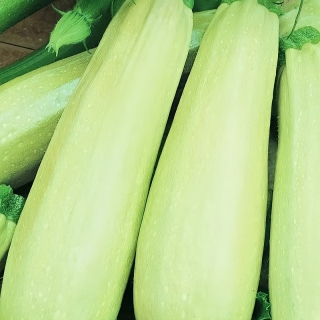 Кабачок Белогор F1