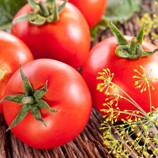 Томат Белоснежка засолочный