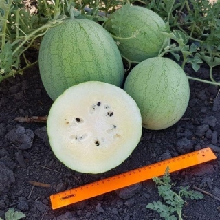 Арбуз Белые росы