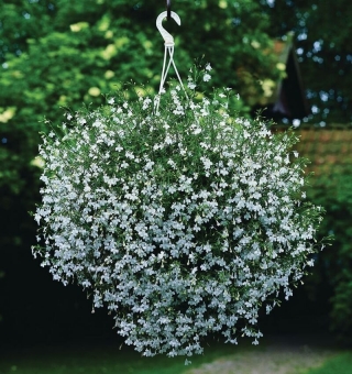 Лобелия Белый фонтан плетистая