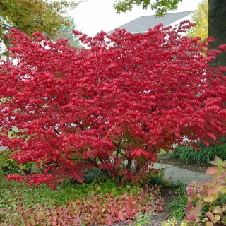 Бересклет Бунге