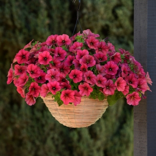 Петуния Изи Вейв F1 Берри Велюр (Семена Профи)