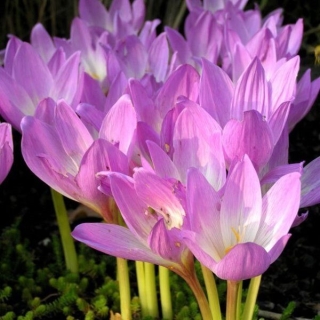 Безвременник Каменный цветок (Осенник)