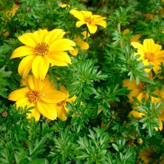 Биденс Золотая ромашка