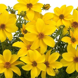 Биденс Золотистый (большой пакет)