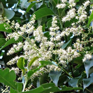 Бирючина Квихоу (большой пакет)