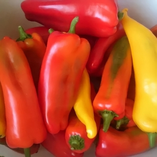 Перец Бивни мамонта F1