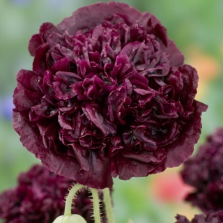 Мак Чёрный пионовидный