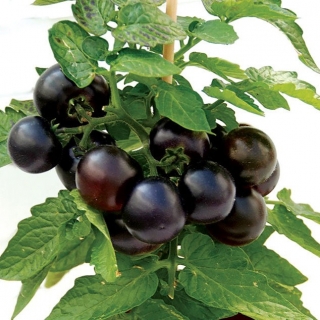 Томат Патио блэк F1