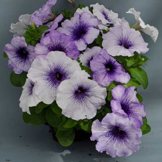 Петуния Городская F1 Голубые искры