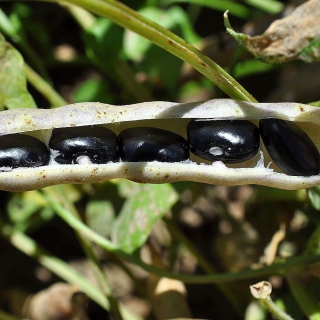 Бобы Черные бриллианты