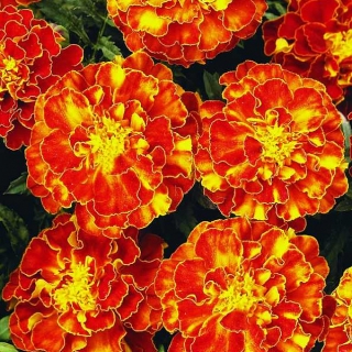 Бархатцы Болеро